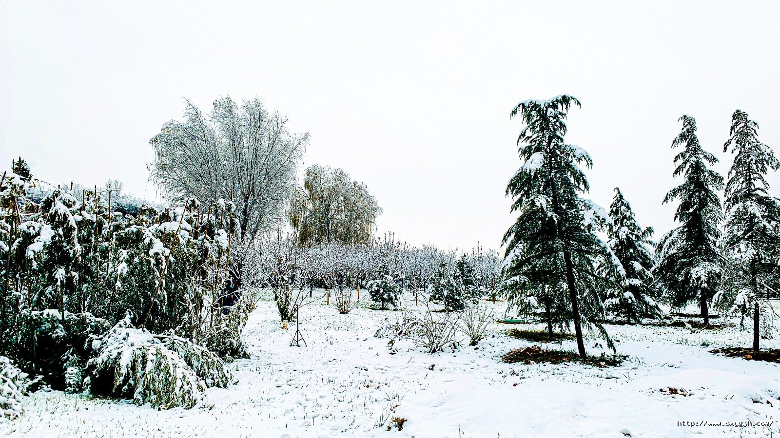 1702610509689214uj4m.jpg 4版 雪景遠景.jpg